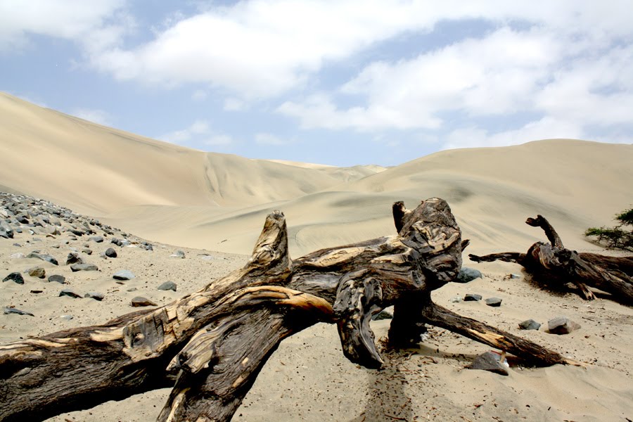 Turismo Huarango en el Desierto de ICA